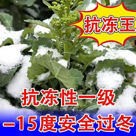 Rapeseed hybrid large-grained rapeseed, specially cultivated by the Academy of Agricultural Sciences for oil extraction, with short stems, resistance to lodging and frost resistance, guaranteed Hualongyou No. 3 rapeseed 500g, about 110,000 seeds + technology