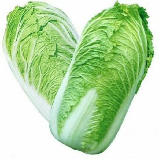 Chinese cabbage seedlings, yellow-heart baby cabbage seedlings, farm seedlings, Jiaozhou cabbage, autumn and winter cold-resistant high-yielding vegetable seedlings, 50 baby cabbage seedlings
