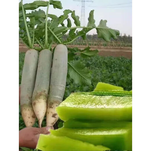 Newly planted this year, Shawo green-skinned fruit radish seeds, rock sugar heart radish seeds, cold-resistant garden planting, new seeds good germination, 8 packs, about 2400 seeds
