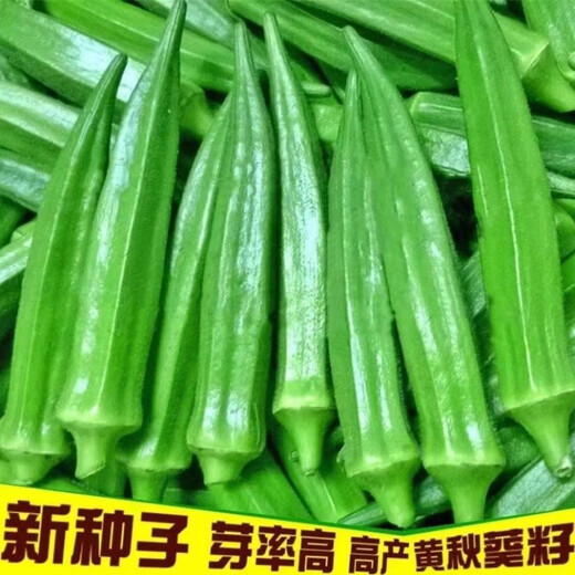 Okra seeds, fruit, red okra seeds, okra seedlings, sowing vegetables in spring and summer seasons, balcony courtyard, original pack of 50 okra seeds