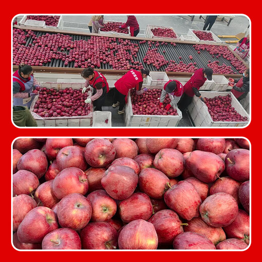 Beijing Fresh Gansu Tianshui Huaniu Apple, net weight 4.5Jin Jin equals 0.5kg, single fruit 170g+, fresh fruit, straight from the source