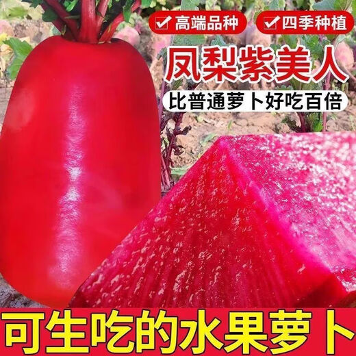 This year's new variety of pineapple fruit radish seeds can be sown raw in the summer. Purple beauty radish and rouge radish seeds can be sown in the summer. New products on the market. Original 4 packs (600 grains).