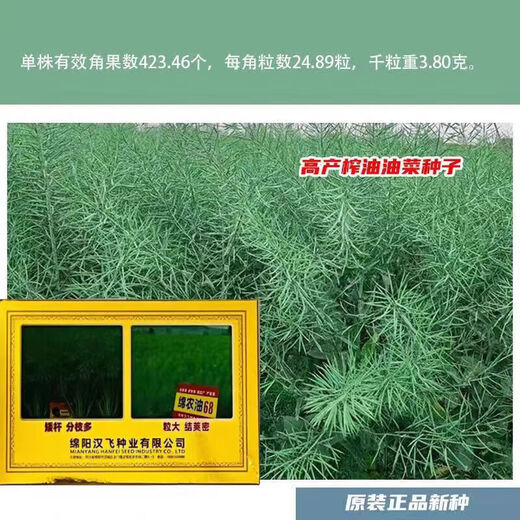 Hanfei Oil 1701 Agricultural Oil 68 Rapeseed Seed High Yield, High Oil, Dwarf Stem, Cold Resistant and Disease Resistant Brassica Rapeseed (25) Dwarf Stem Oil 80g