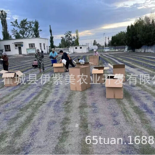 25 años nuevos productos Xinjiang Ili lavanda ramo de orquídeas británicas decoración flores reales fabricantes de flores secas en grandes cantidades