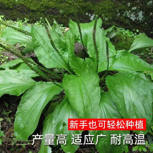 Newly produced plantain seeds, medicine and food, sowing Chinese herbal medicines for all seasons, balcony potted plants, field planting, 500 plantain seeds