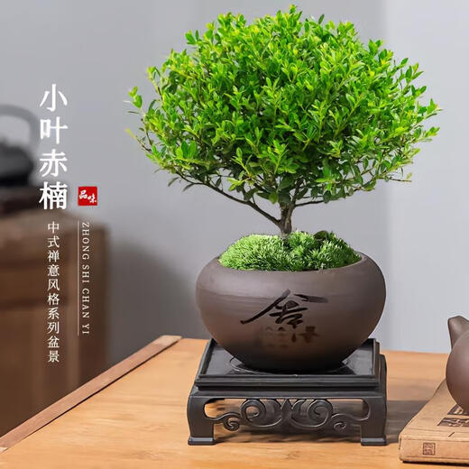 Trichophyton bonsai old pile potted plant office indoor flower desktop evergreen all year round easy to maintain green plants Trichophyton floribunda + willing pot + moss + base