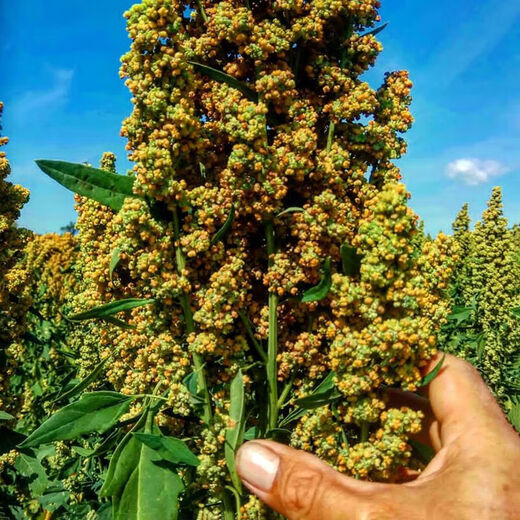 Xinyi black quinoa seeds are early-maturing and high-yielding in the field for easy-to-live quinoa seeds and grains. White quinoa seeds are half Jin Jin equal to 0.5 kg.