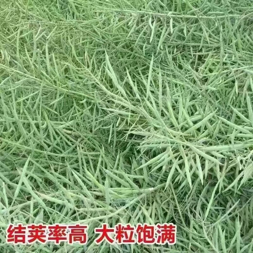 Hanfei Oil 1701 Agricultural Oil 68 Rapeseed Seed High Yield, High Oil, Dwarf Stem, Cold Resistant and Disease Resistant Brassica Rapeseed (25) Dwarf Stem Oil 80g