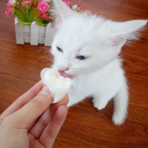 BOTH Platinum Goat Milk Pudding Cat Snacks for Adults and Young Cats Goat Milk Jelly Pet Cat Reward Snacks Nutritious Wet Food Fish Oil Pudding for Cats 50 Tablets*16g Barrel