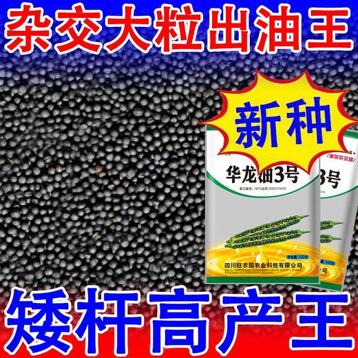 Rapeseed hybrid large-grained rapeseed, specially cultivated by the Academy of Agricultural Sciences for oil extraction, with short stems, resistance to lodging and frost resistance, guaranteed Hualongyou No. 3 rapeseed 500g, about 110,000 seeds + technology