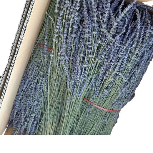 25 años nuevos productos Xinjiang Ili lavanda ramo de orquídeas británicas decoración flores reales fabricantes de flores secas en grandes cantidades