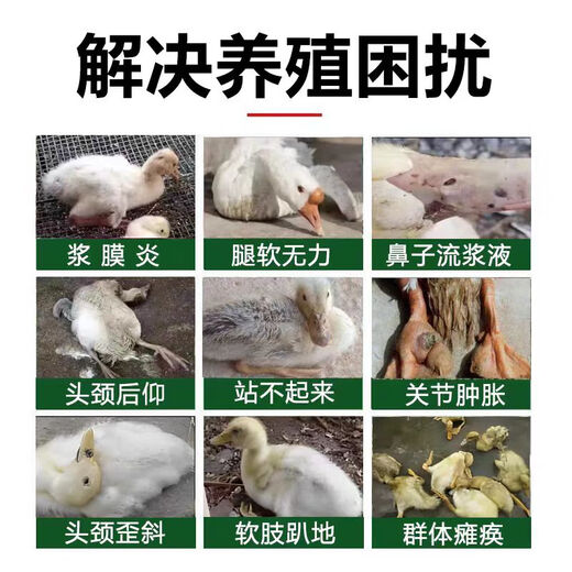 Freeze-dried powder for ducks that can't stand up. Poultry disease and chicken disease can be completely cured. Special soft foot serositis for chickens and ducks. One bag of special medicine for soft feet of ducks.