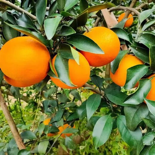 鲜级佳四川爱媛38号果冻橙柑橘桔子新鲜应季当季时令整箱水果礼盒装 带箱9-10斤装一级果 果径80-90mm 净重8.5斤
