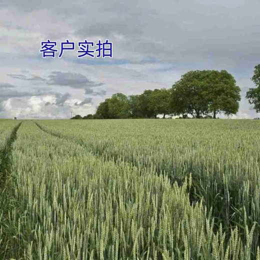 Kaooseen Diammonium Fertilizer Tricyclic Diamine Old Brand Diammonium Phosphate Fertilizer Agricultural Chemical Fertilizer Special Fertilizer for Vegetables 100 Jin Jin is equal to 0.5 kg (distributed in bags)