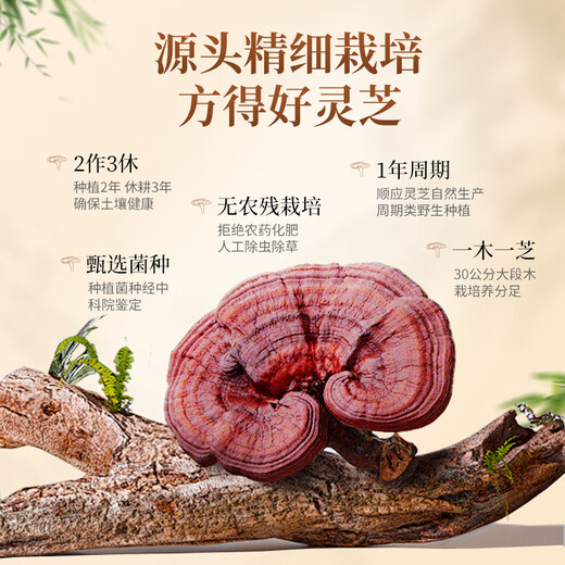 Xianzhilou Four Organic Broken Ganoderma Spore Powder 30 Bags*4 Boxes Triterpene 12.5g Immune Enhancement Health Products
