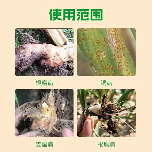 Onion, Ginger and Garlic Bacteria Cleansing Special Dry Tip Yellow Leaf Fast Green Agricultural Microbial Inoculum against Disease, Rust and Botrytis Botrytis Onion, Ginger and Garlic Bacteria Cleansing 25g*10 Bags
