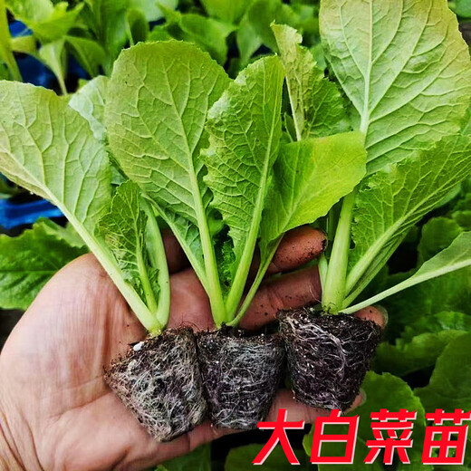 Chinese cabbage seedlings, yellow-heart baby cabbage seedlings, farm seedlings, Jiaozhou cabbage, autumn and winter cold-resistant high-yielding vegetable seedlings, 50 baby cabbage seedlings
