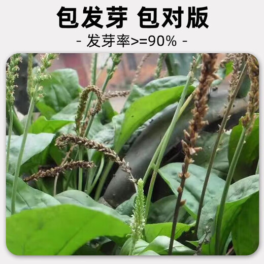 Newly produced plantain seeds, medicine and food, sowing Chinese herbal medicines for all seasons, balcony potted plants, field planting, 500 plantain seeds