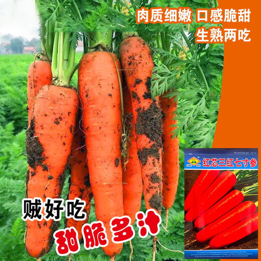 Цюин красное ядро три красных семидюймовых женьшеня семена моркови термостойкие семена редиса красное сердце семена моркови полевая база красное ядро три красных семидюймовых женьшеня около 500 капсул/Changfeng Seed Industry