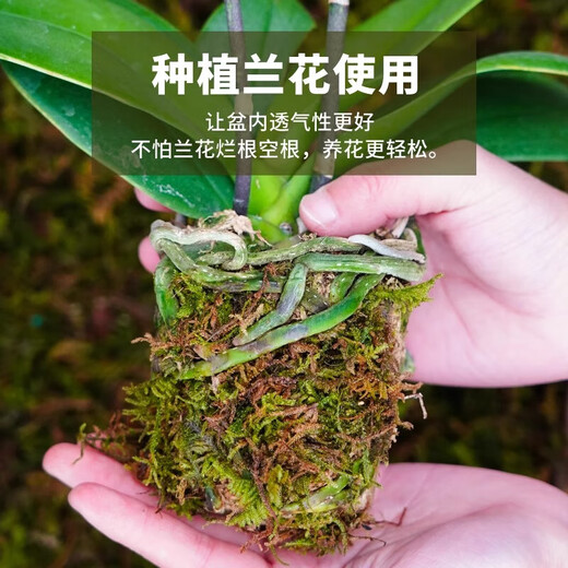 Dry moss, natural high-quality moss, special for Phalaenopsis orchids, sphagnum dendrobium planting nutritious soil, crawling pet turtle mat, preferred bulk moss 250g