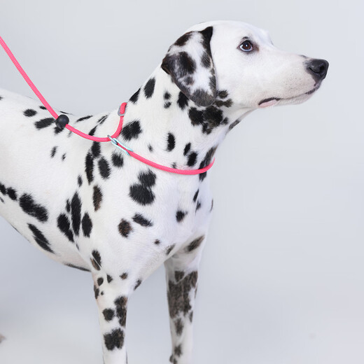 Cat 80,000 dog P rope explosion-proof training dog leash dog rope chest harness small, medium and large dog P chain Y19 black