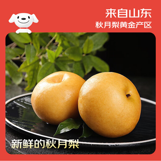 Jingxiansheng Shandong Yantai Laiyang Qiuyue Pear Net weight 4.5Jin Jin equals 0.5kg Single fruit 350g+ Fresh fruit Straight from the source