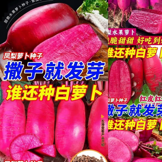 This year's new variety of pineapple fruit radish seeds can be sown raw in the summer. Purple beauty radish and rouge radish seeds can be sown in the summer. New products on the market. Original 4 packs (600 grains).