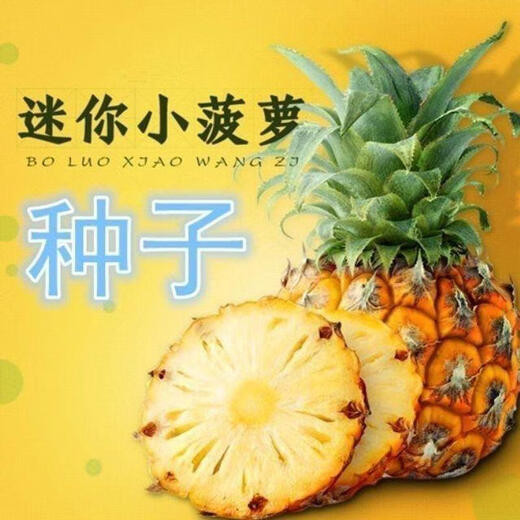 Fruit seeds, pineapple seedlings, Hainan pineapple seeds, pineapple pineapple seedlings, jackfruit seeds, which can be planted in the north and south, 50 pineapple pineapple seeds