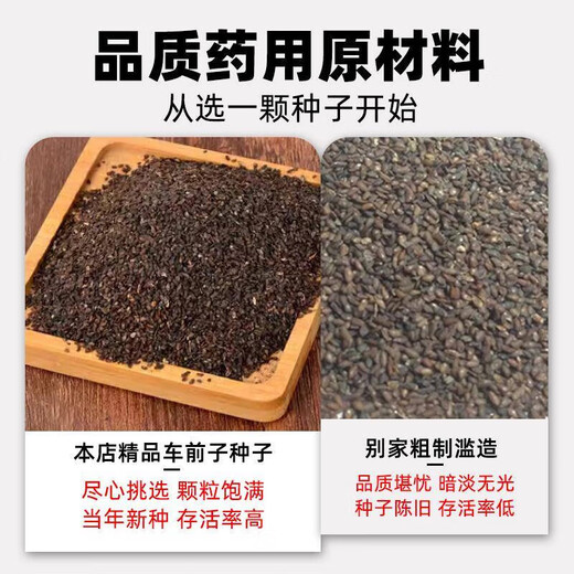 Newly produced plantain seeds, medicine and food, sowing Chinese herbal medicines for all seasons, balcony potted plants, field planting, 500 plantain seeds