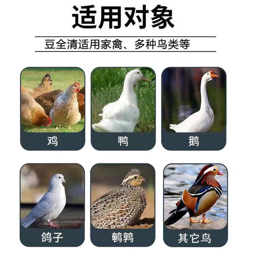 Freeze-dried powder for ducks that can't stand up. Poultry disease and chicken disease can be completely cured. Special soft foot serositis for chickens and ducks. One bag of special medicine for soft feet of ducks.