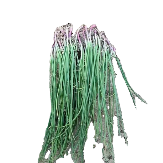 Fruit onion seedlings, purple-skinned onion seedlings, Shandong Erhong oblate red onion seedlings, purple-skinned onion seedlings, 50 pieces