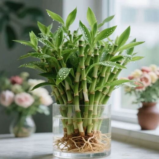 Shuzhimei hydroponic plants are good for growing lucky bamboo. Hydroponic lucky bamboo with roots 20 branches 15-20cm straight from the source