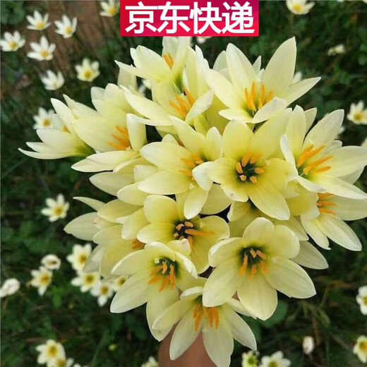 Orchid, onion orchid and leek bulbs bloom all year round, double-petaled orchid, heat-resistant and cold-resistant garden balcony potted flowers, color, mixed color, 50 balls (flowers bursting into pot effect)