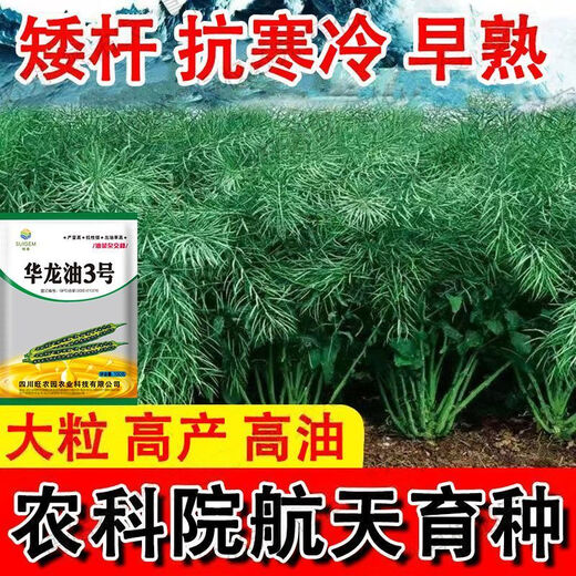 Rapeseed hybrid large-grained rapeseed, specially cultivated by the Academy of Agricultural Sciences for oil extraction, with short stems, resistance to lodging and frost resistance, guaranteed Hualongyou No. 3 rapeseed 500g, about 110,000 seeds + technology