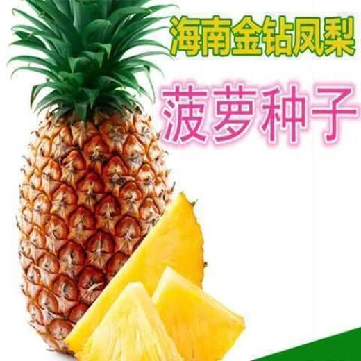 Fruit seeds, pineapple seedlings, Hainan pineapple seeds, pineapple pineapple seedlings, jackfruit seeds, which can be planted in the north and south, 50 pineapple pineapple seeds