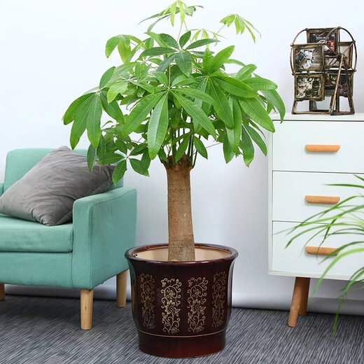 Pot de fleurs en céramique de style chinois classique, losange en bronze sur pied, très grand arbre à argent, grand diamètre