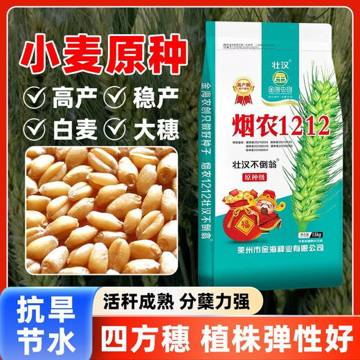 Strong man, original seed grade, Tobacco Nong 1212 wheat seed, genuine, high-yielding, drought-resistant and frost-resistant winter wheat seed, a new variety of winter wheat seed, high-purity wheat seed approved by both countries, 15 kg, original seed grade