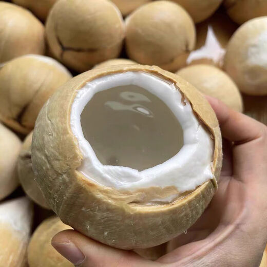 Jingdong Thai Coconut King fresh milky coconut seasonal whole box milk Coconut King imported tropical large fruit Milky Coconut King super value 9 pieces come with soft knife Selected large fruit single fruit 500-600g