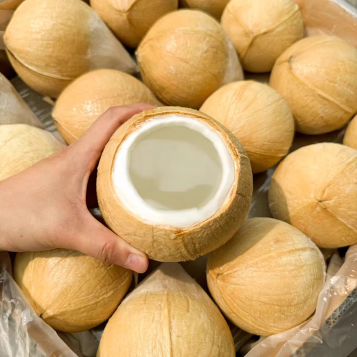 Jingdong Thai Coconut King fresh milky coconut seasonal whole box milk Coconut King imported tropical large fruit Milky Coconut King super value 9 pieces come with soft knife Selected large fruit single fruit 500-600g