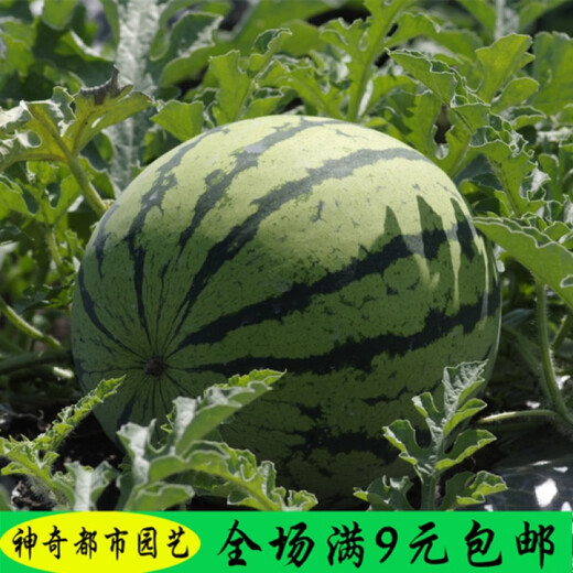 Wei Meng Meidu Red Crisp Hand Nanzaojia 8424 Watermelon Seeds Seedless Extra Large Watermelon Seeds Black Skin Yellow Soil Seedless 100 Tablets