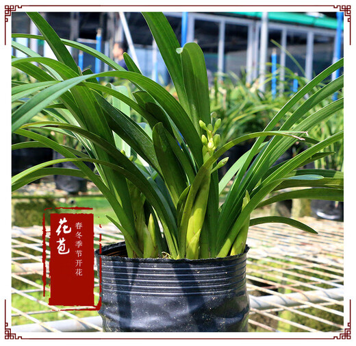 Strong-scented large-flowered orchid green plant potted New Year's Eve flowers with buds in autumn and winter. Pandan 5 seedlings (flowering in autumn and winter) + antique flower pots