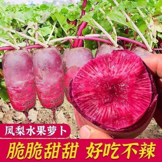 Pineapple fruit radish seeds ~ red radish rouge radish seeds four seasons seeds garden vegetables pineapple radish 2 packs 500 capsules