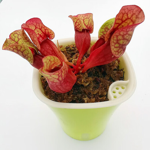 Reliance on the insect repellent plant Eight Eyed Flytrap Potted Plant Novel and Interesting Plant Eating Plant Eating Flowers Green Plant Eating Conch Sarracenia