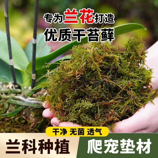 Dry moss, natural high-quality moss, special for Phalaenopsis orchids, sphagnum dendrobium planting nutritious soil, crawling pet turtle mat, preferred bulk moss 250g