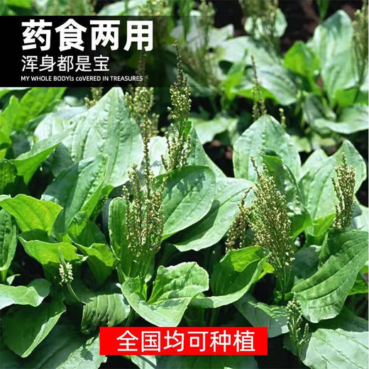 Newly produced plantain seeds, medicine and food, sowing Chinese herbal medicines for all seasons, balcony potted plants, field planting, 500 plantain seeds