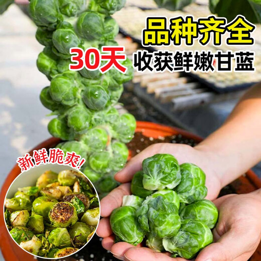 Spore cabbage seedlings, beef heart and collard brussel sprouts, purple cabbage seeds, cabbage seedlings, cabbage seedlings, tropical soil resistant, 6 spore cabbage seedlings
