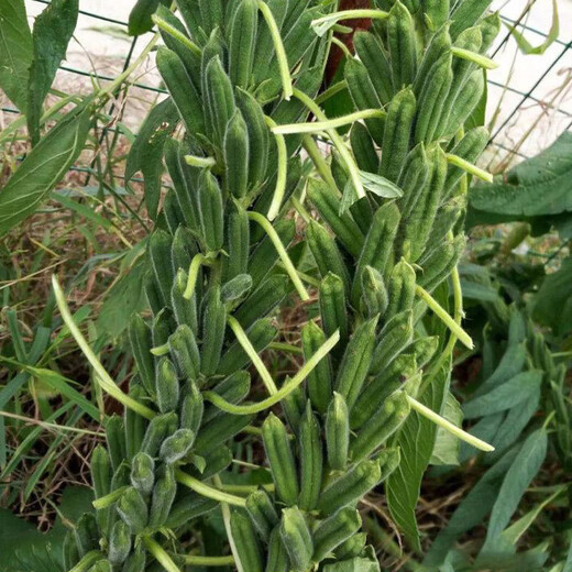 Black sesame seeds, white sesame seeds, oil extraction, Academy of Agricultural Sciences hybrid, high oil, stable yield, short stems, eight-edge seed base special Tazhi No. 1 black sesame seeds, original 75g