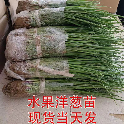 Fruit onion seedlings, purple-skinned onion seedlings, Shandong Erhong oblate red onion seedlings, purple-skinned onion seedlings, 50 pieces