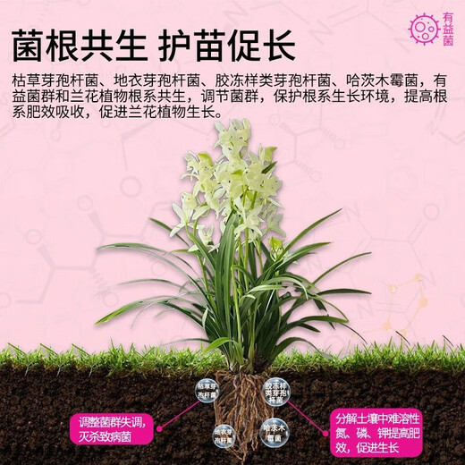 Special fungi for flowers, microbial inoculant, root strengthening, root root prevention, root rot prevention, water-soluble fertilizer, orchid bacteria powder, fertilizer, plant live bacteria powder, plant live bacteria powder 250g, basic version, 2 bottles, 99% of people choose
