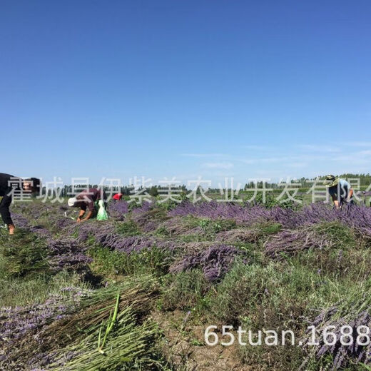 25 años nuevos productos Xinjiang Ili lavanda ramo de orquídeas británicas decoración flores reales fabricantes de flores secas en grandes cantidades